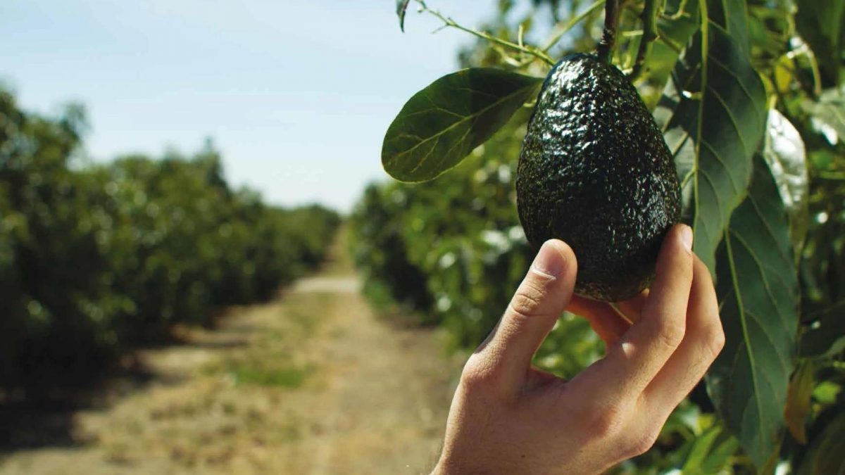 Noticia: El aguacate ecuatoriano podrá exportarse a Estados Unidos El aguacate ecuatoriano podrá exportarse a Estados Unidos