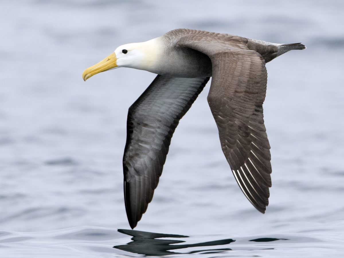 Noticia: Los albatros de Galápagos: se ejecutan acciones para conservar su especie Los albatros de Galápagos: se ejecutan acciones para conservar su especie