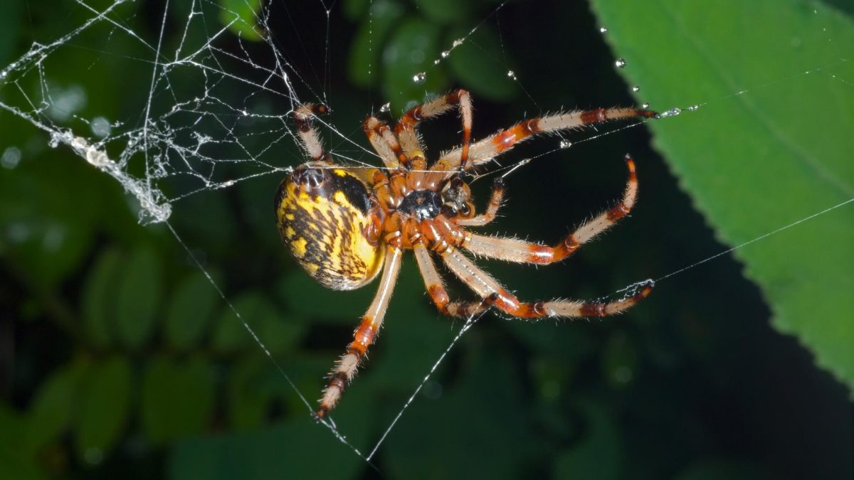 Noticia: Miles de arañas 'toman control' de un pueblo en isla Indonesia Miles de arañas 'toman control' de un pueblo en isla Indonesia