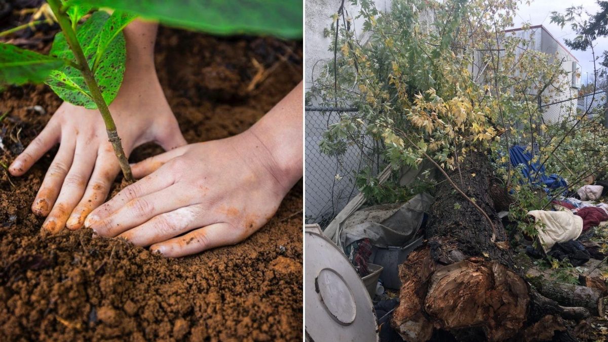 Noticia: Hacía de voluntario plantando árboles y murió aplastado por una rama Hacía de voluntario plantando árboles y murió aplastado por una rama