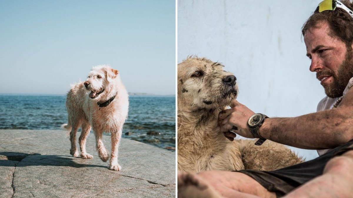 Noticia: Falleció Arthur: el perro de Ecuador que se unió a una competencia mundial de aventura Falleció Arthur: el perro de Ecuador que se unió a una competencia mundial de aventura