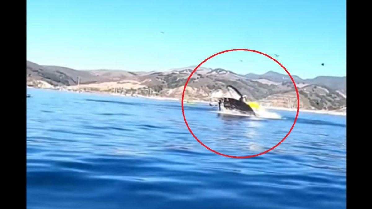 Noticia: VIDEO | Graban el impactante momento en el que una ballena casi se traga a dos personas en un kayak VIDEO | Graban el impactante momento en el que una ballena casi se traga a dos personas en un kayak