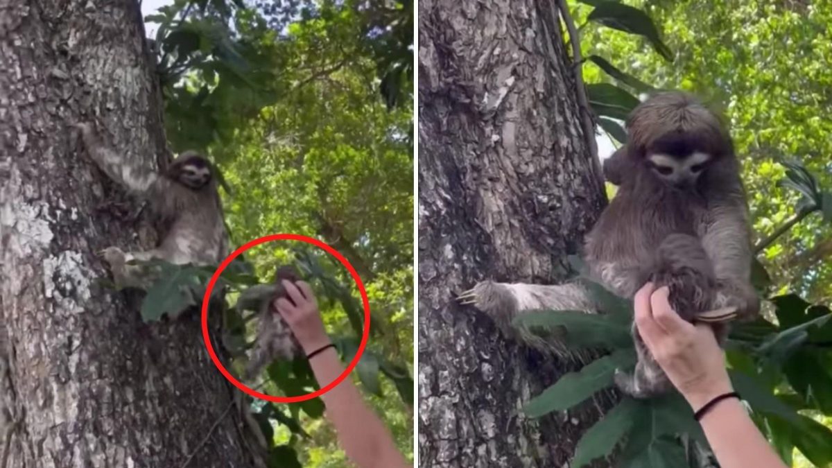 Noticia: Captan reencuentro de un perezoso bebé con su mamá tras caer de un árbol Captan reencuentro de un perezoso bebé con su mamá tras caer de un árbol