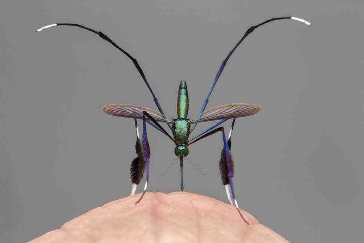 Noticia: Así es el mosquito “más hermoso del mundo” que vive en Ecuador Así es el mosquito “más hermoso del mundo” que vive en Ecuador