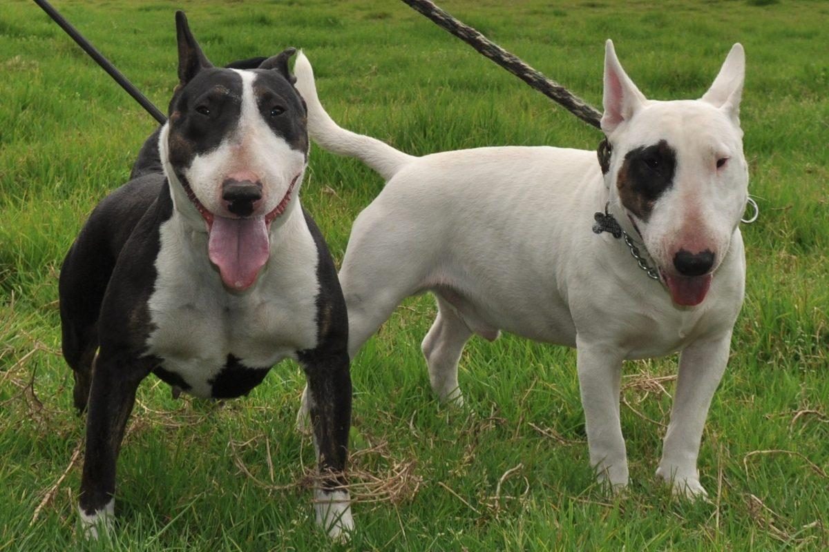 Noticia: Misterio en Reino Unido: Mujer muere asfixiada por sus dos perros bull terriers Misterio en Reino Unido: Mujer muere asfixiada por sus dos perros bull terriers
