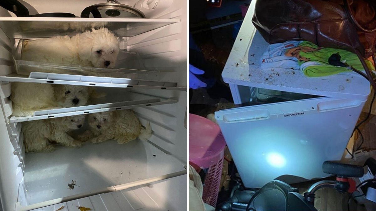 Noticia: Rescatan a cachorros de un refrigerador: los escondían para venderlos Rescatan a cachorros de un refrigerador: los escondían para venderlos