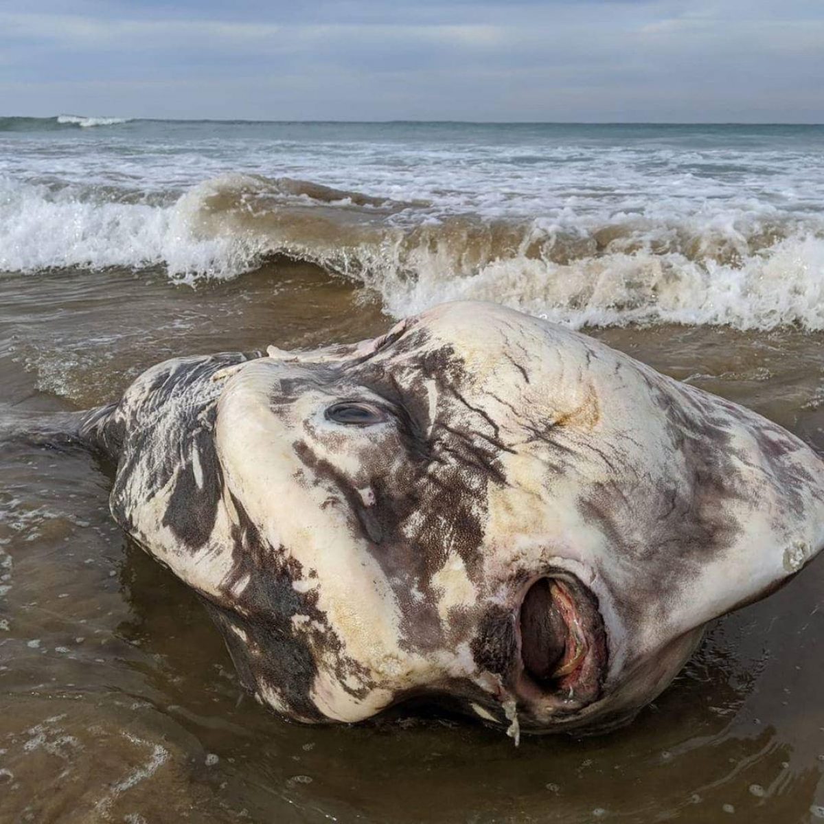 Noticia: FOTOS: Captan increíble criatura marina gigante en la orilla de un río de Australia FOTOS: Captan increíble criatura marina gigante en la orilla de un río de Australia
