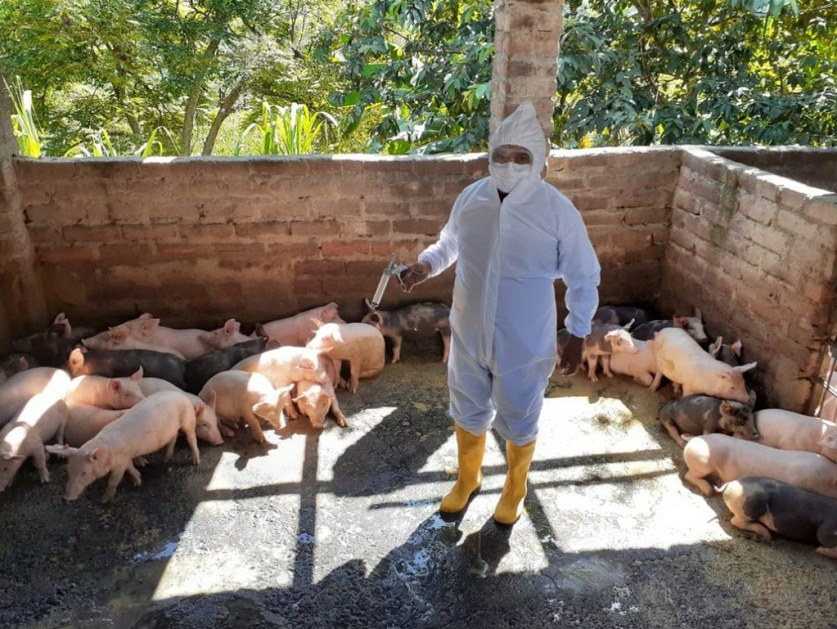 Noticia: Productores y autoridades del Ministerio de Agricultura y Ganadería (MAG), analizan alternativas para exportar carne de cerdo Productores y autoridades del Ministerio de Agricultura y Ganadería (MAG), analizan alternativas para exportar carne de cerdo