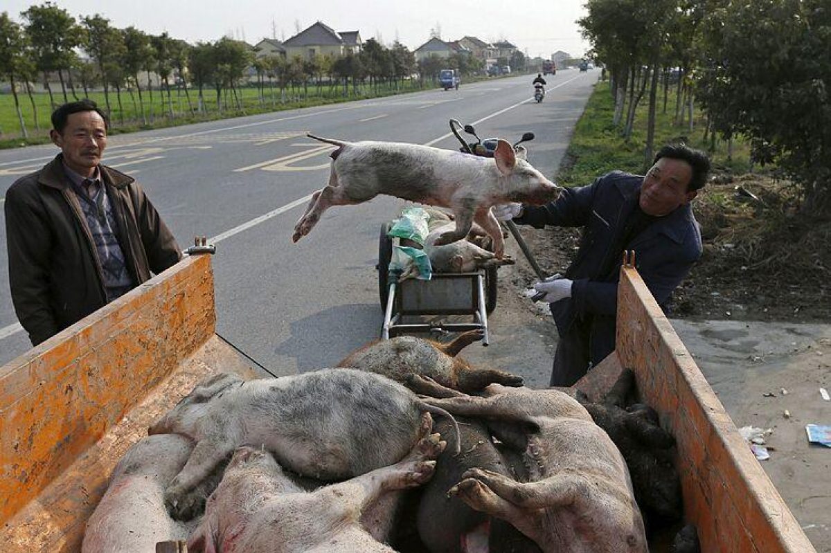 Noticia: Nuevo "virus pandémico" en cerdos que podría transmitirse a humanos es identificado en China Nuevo "virus pandémico" en cerdos que podría transmitirse a humanos es identificado en China