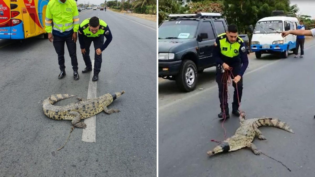 Noticia: VIDEO | Encuentran a cocodrilo en plena carretera: entérese qué pasó con él VIDEO | Encuentran a cocodrilo en plena carretera: entérese qué pasó con él