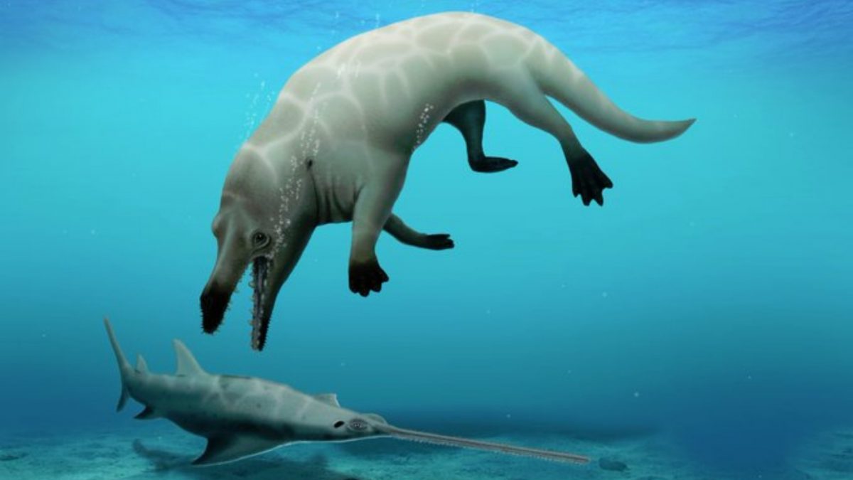 Noticia: Descubren nueva especie de ballena de cuatro patas en Egipto Descubren nueva especie de ballena de cuatro patas en Egipto