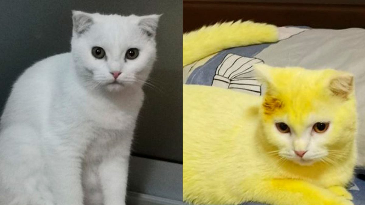 Noticia: FOTO | Trata a su gato con cúrcuma para aliviar una infección y el resultado es inesperado FOTO | Trata a su gato con cúrcuma para aliviar una infección y el resultado es inesperado