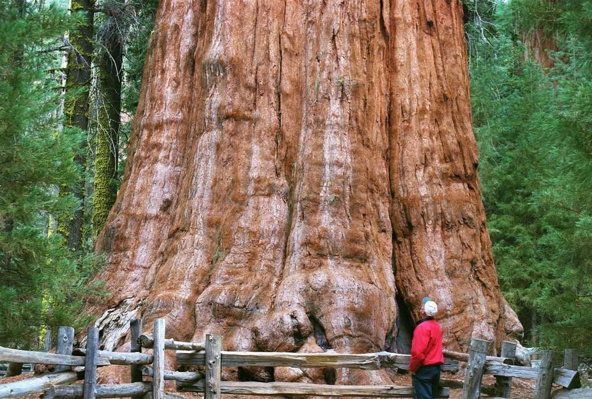 Noticia: Protegen al árbol más grande del mundo en medio de un incendio forestal en California Protegen al árbol más grande del mundo en medio de un incendio forestal en California