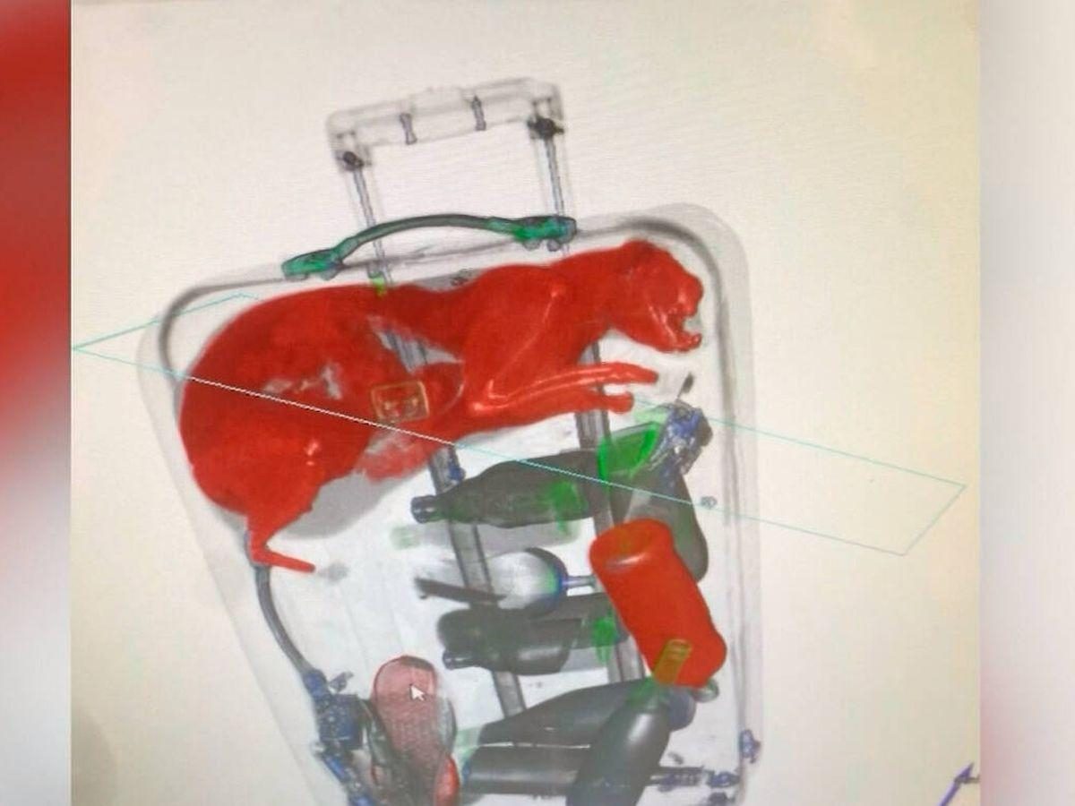 Noticia: Aeropuerto Nueva York: encuentran un gato dentro de la maleta de un pasajero Aeropuerto Nueva York: encuentran un gato dentro de la maleta de un pasajero