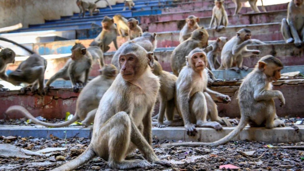 Noticia: India: Monos roban un bebé y lo ahogan en un tanque de agua India: Monos roban un bebé y lo ahogan en un tanque de agua