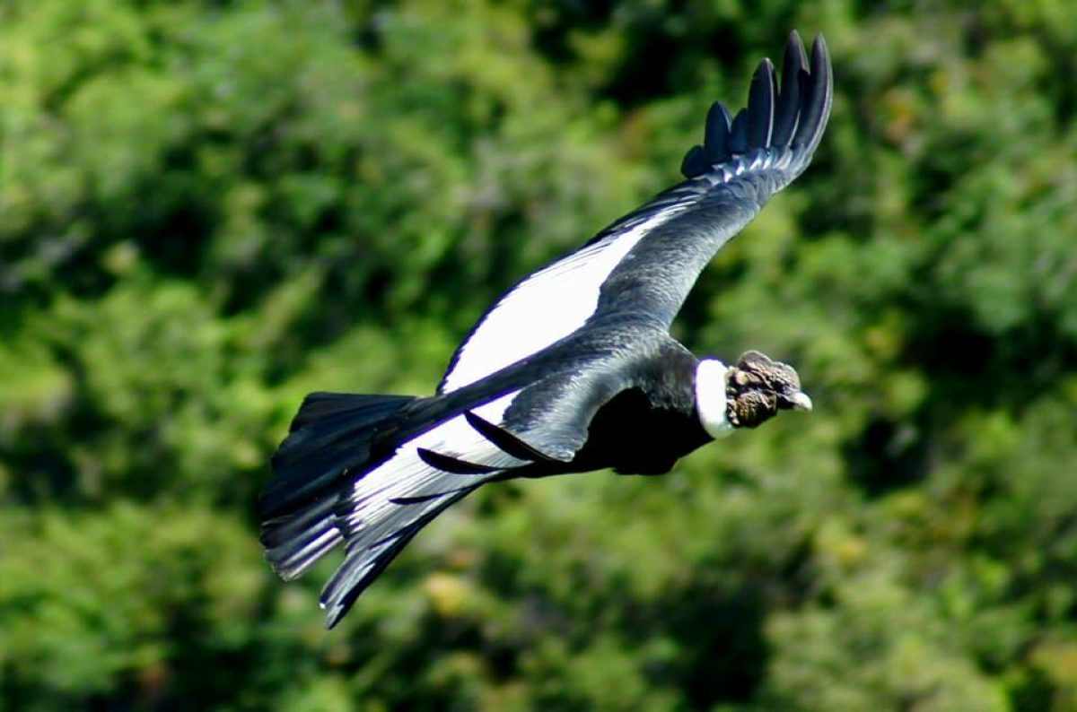 Noticia: Ecuador: un refugio natural del cóndor andino Ecuador: un refugio natural del cóndor andino