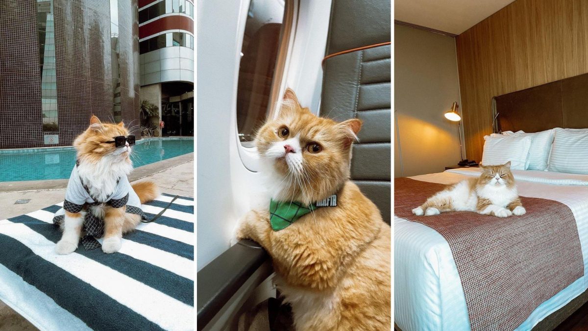 Noticia: Ravioli, el gato que tiene vida y viajes de un influencer Ravioli, el gato que tiene vida y viajes de un influencer