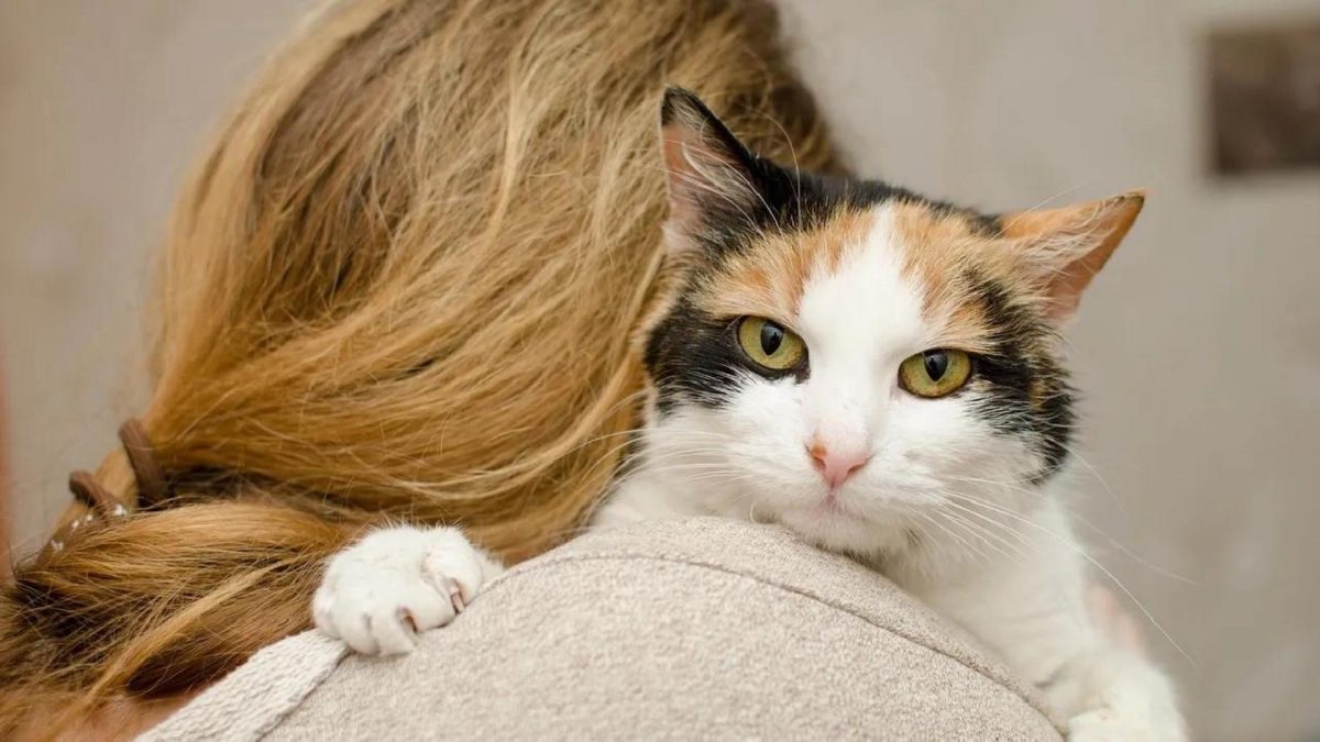 Noticia: Una mujer murió sola en casa y fue devorada por sus gatos hambrientos Una mujer murió sola en casa y fue devorada por sus gatos hambrientos