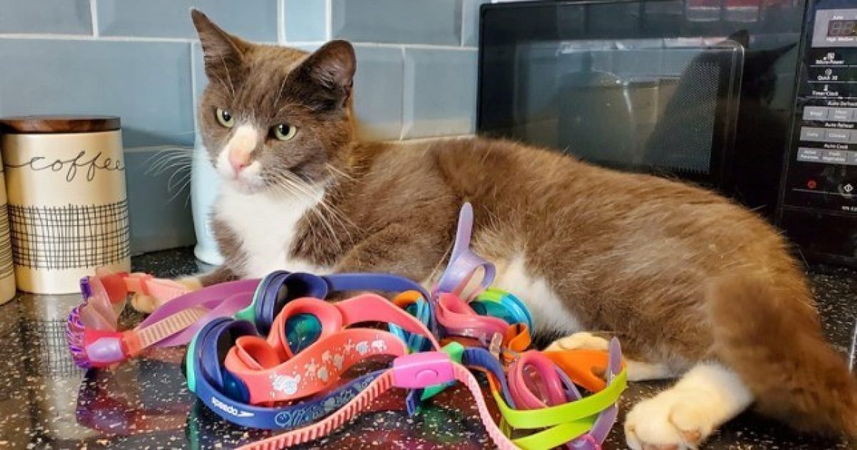 Noticia: FOTO: Un gato sigue llegando a su casa con gafas de natación FOTO: Un gato sigue llegando a su casa con gafas de natación