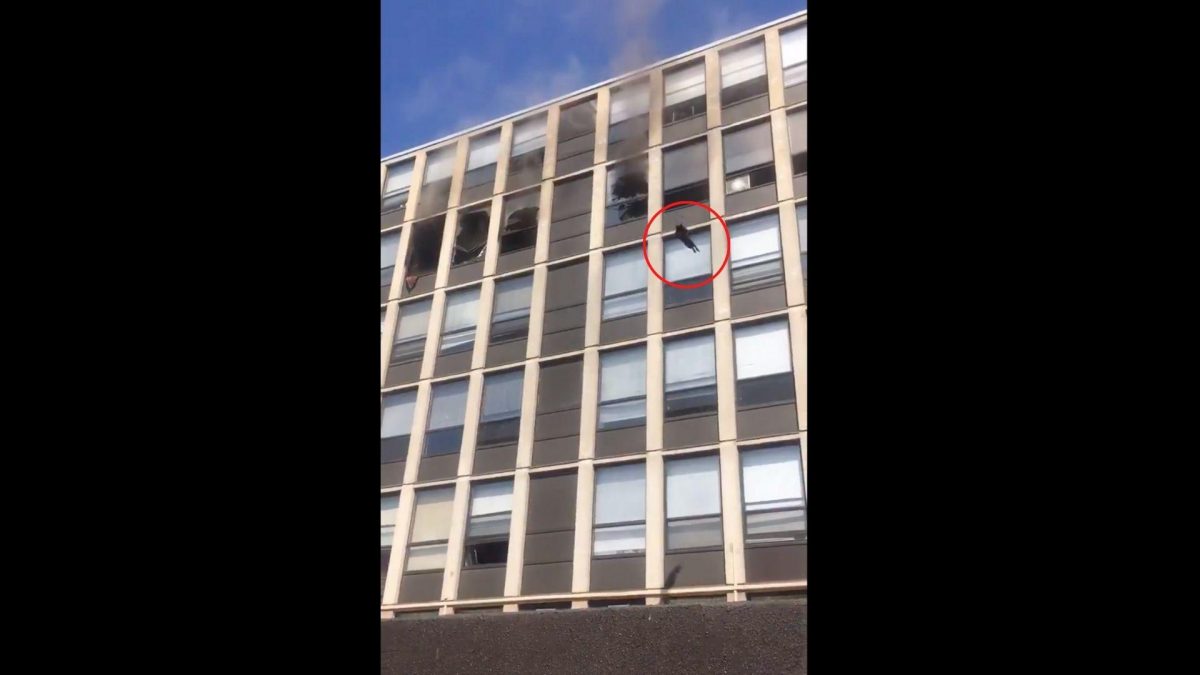 Noticia: Impresionante salto de un gato desde un edificio en llamas Impresionante salto de un gato desde un edificio en llamas
