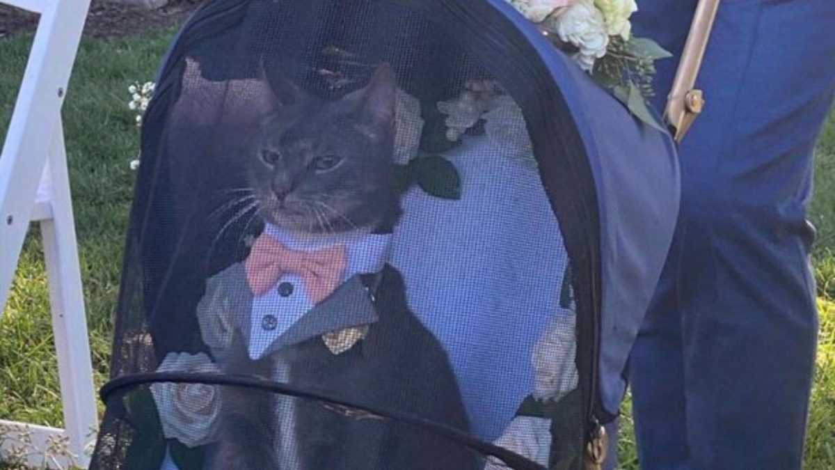 Noticia: Un gato que hace de 'padrino' en una boda y se vuelve viral por su aspecto elegante Un gato que hace de 'padrino' en una boda y se vuelve viral por su aspecto elegante