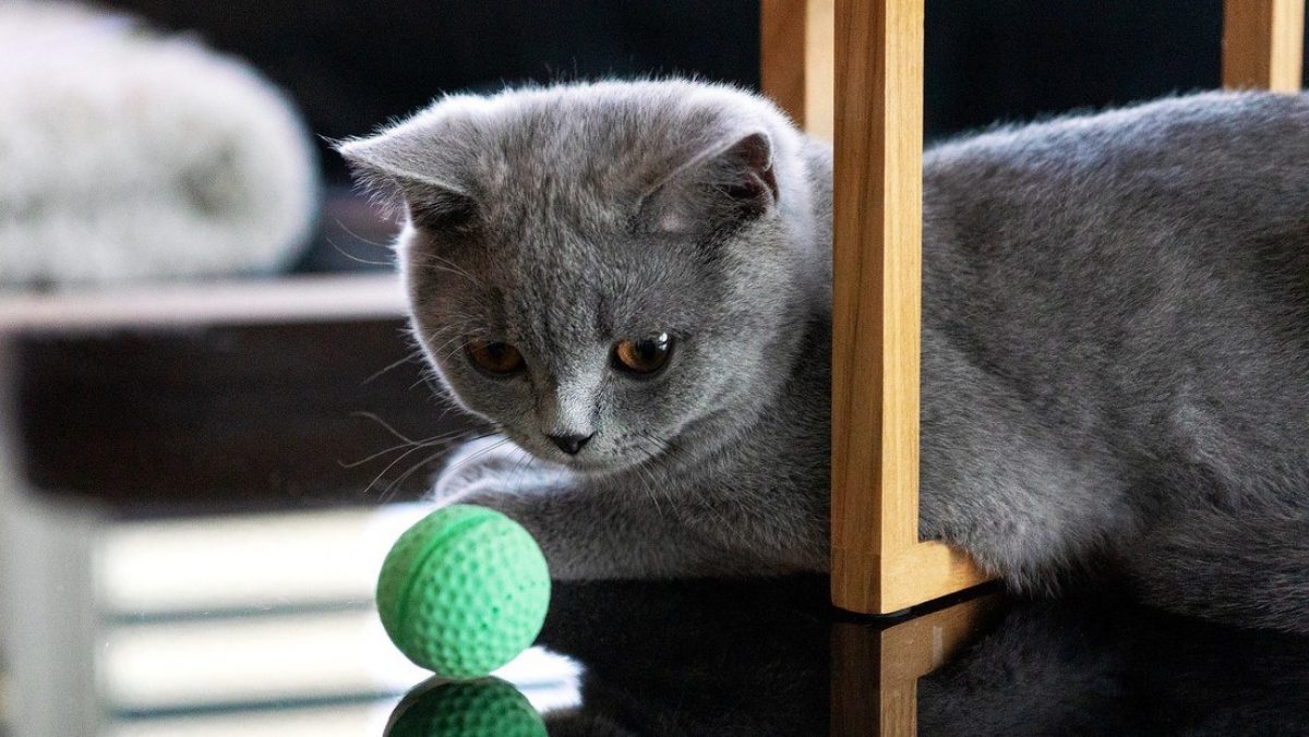 Noticia: VIDEO: Un gato 'caza' todas las pelotas que le lanza su dueña y se hace viral en la Red VIDEO: Un gato 'caza' todas las pelotas que le lanza su dueña y se hace viral en la Red