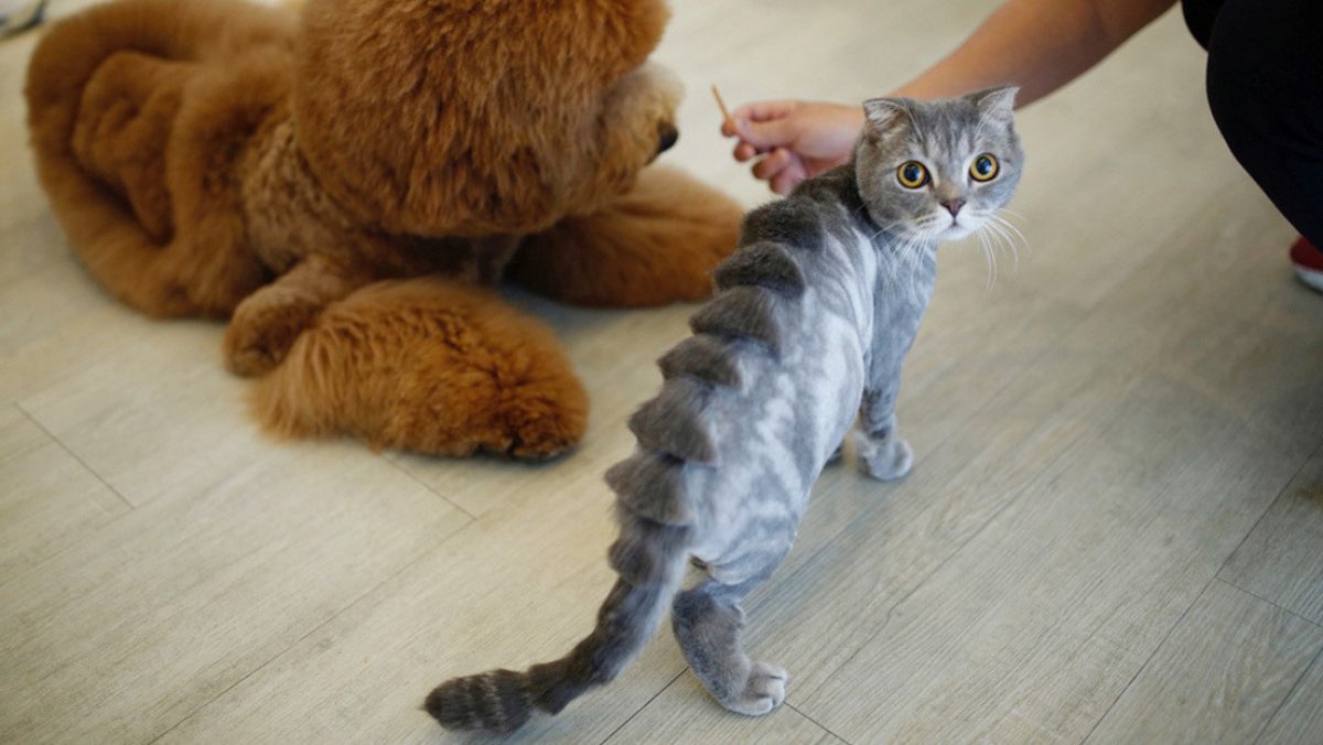 Noticia: FOTO: Un gato se convierte en meme por un curioso corte de pelo tras pasar por la peluquería FOTO: Un gato se convierte en meme por un curioso corte de pelo tras pasar por la peluquería