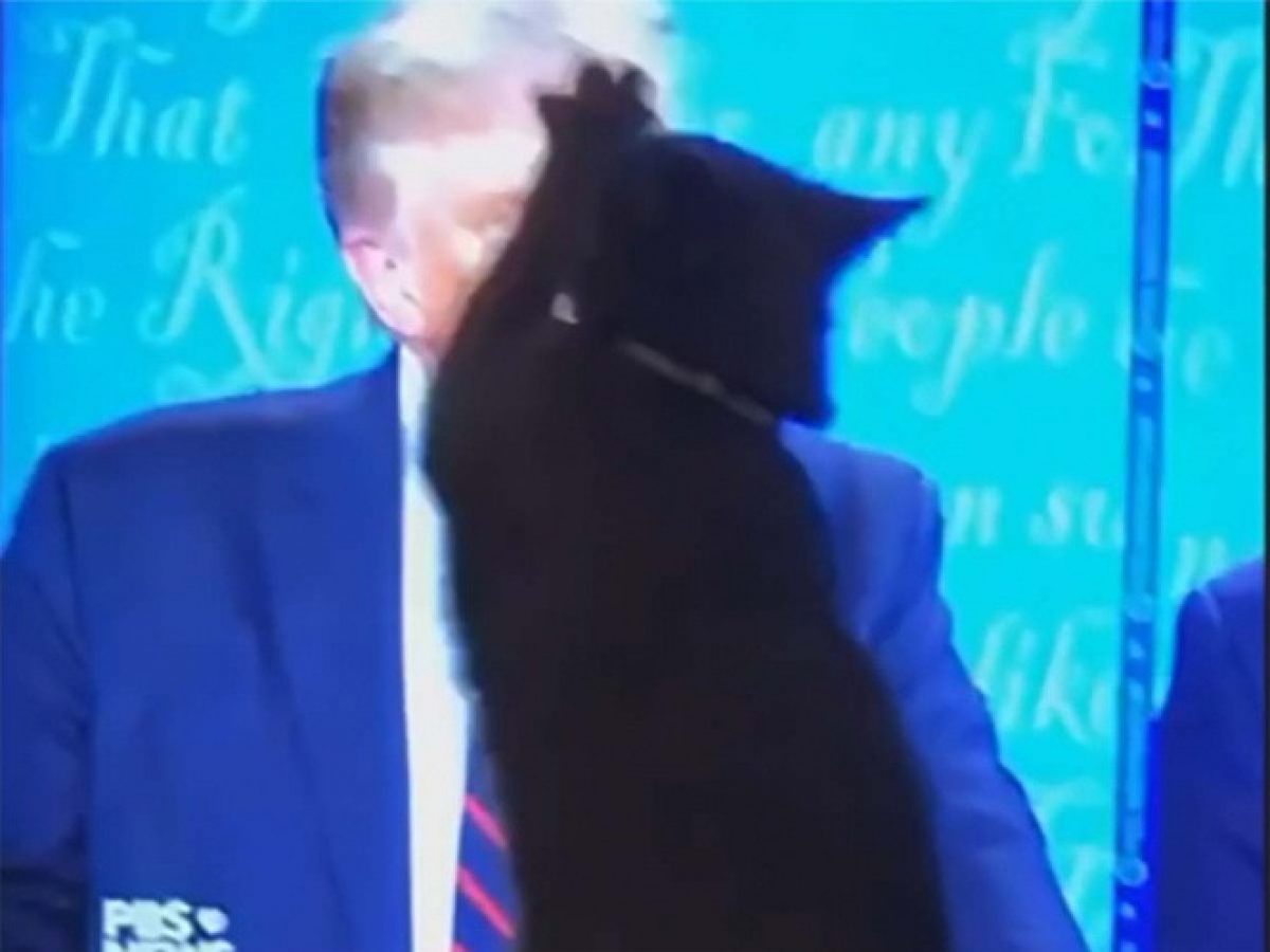 Noticia: Video se vuelve viral: gato ve a Donald Trump en el televisor e intenta arañarlo Video se vuelve viral: gato ve a Donald Trump en el televisor e intenta arañarlo