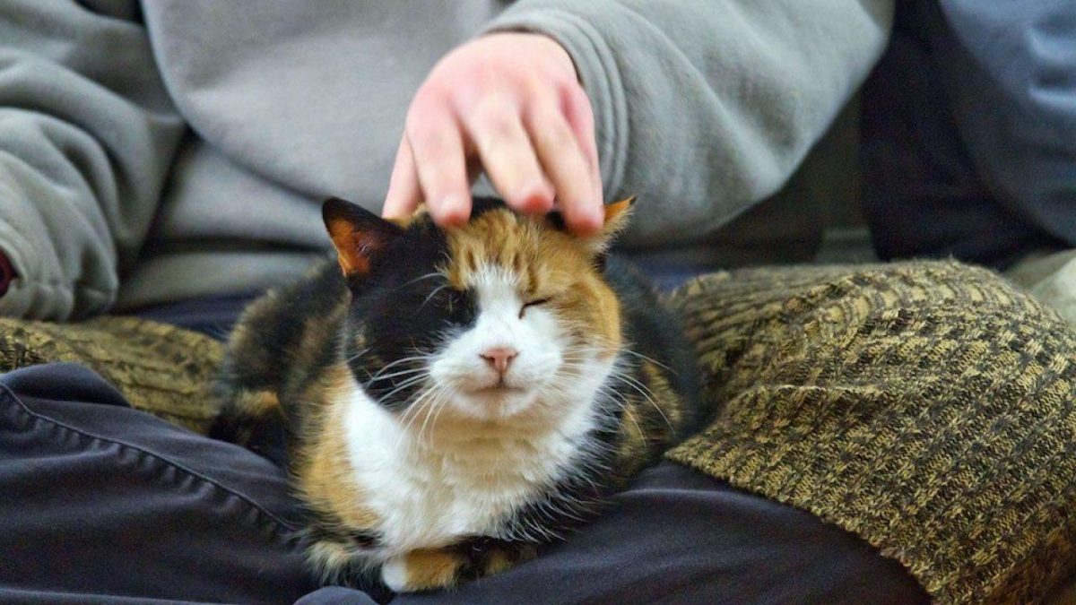 Noticia: Reino Unido promueve la compañía de gatos para aliviar la soledad del confinamiento por coronavirus Reino Unido promueve la compañía de gatos para aliviar la soledad del confinamiento por coronavirus