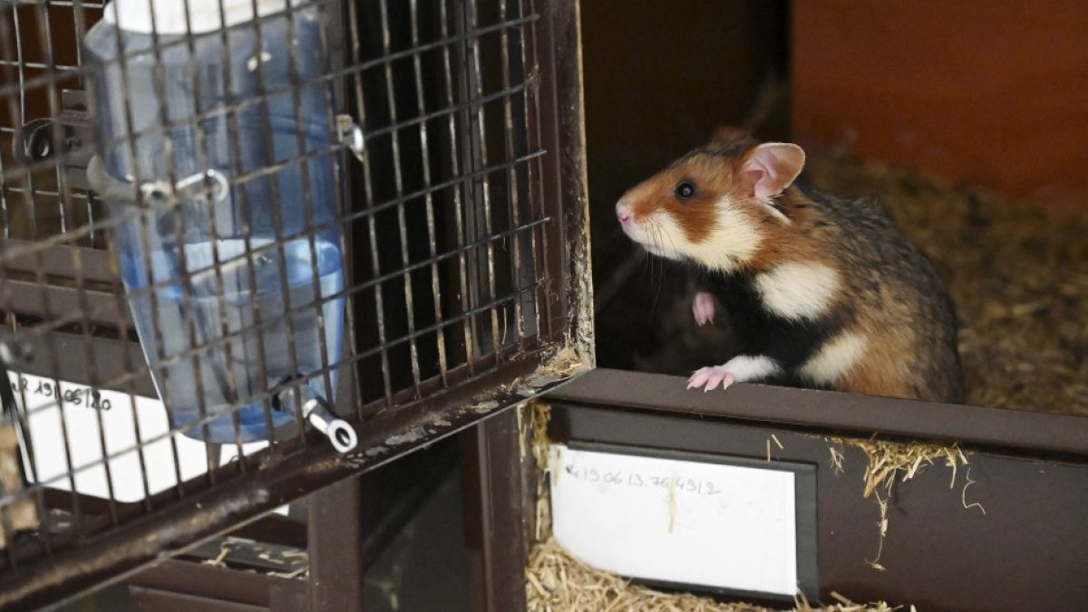 Noticia: Hong Kong sacrificará hámsters tras detectar casos de Covid-19 en mascotas Hong Kong sacrificará hámsters tras detectar casos de Covid-19 en mascotas