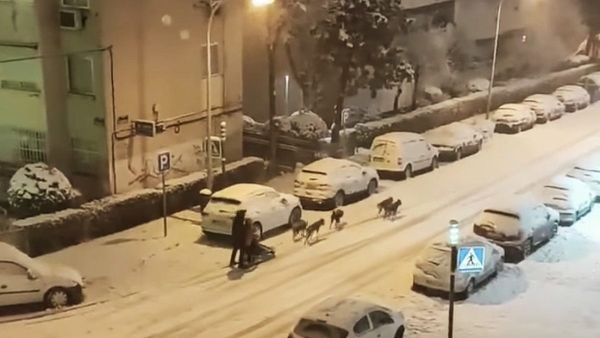 Noticia: VIDEO: Un hombre se pasea por calles de España en un trineo tirado por perros VIDEO: Un hombre se pasea por calles de España en un trineo tirado por perros