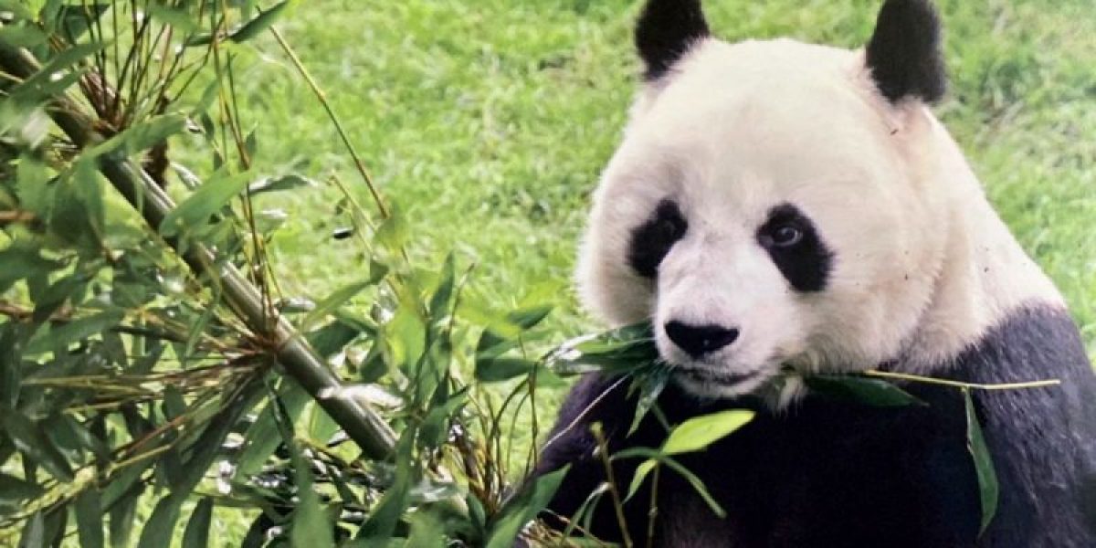 Noticia: Muere la panda gigante más longeva de México Muere la panda gigante más longeva de México