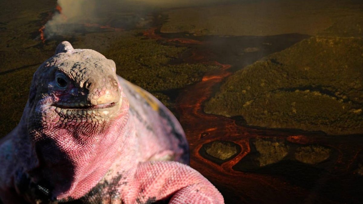 Noticia: Galápagos: Iguanas rosadas están lejos de flujo de lava del volcán Wolf Galápagos: Iguanas rosadas están lejos de flujo de lava del volcán Wolf