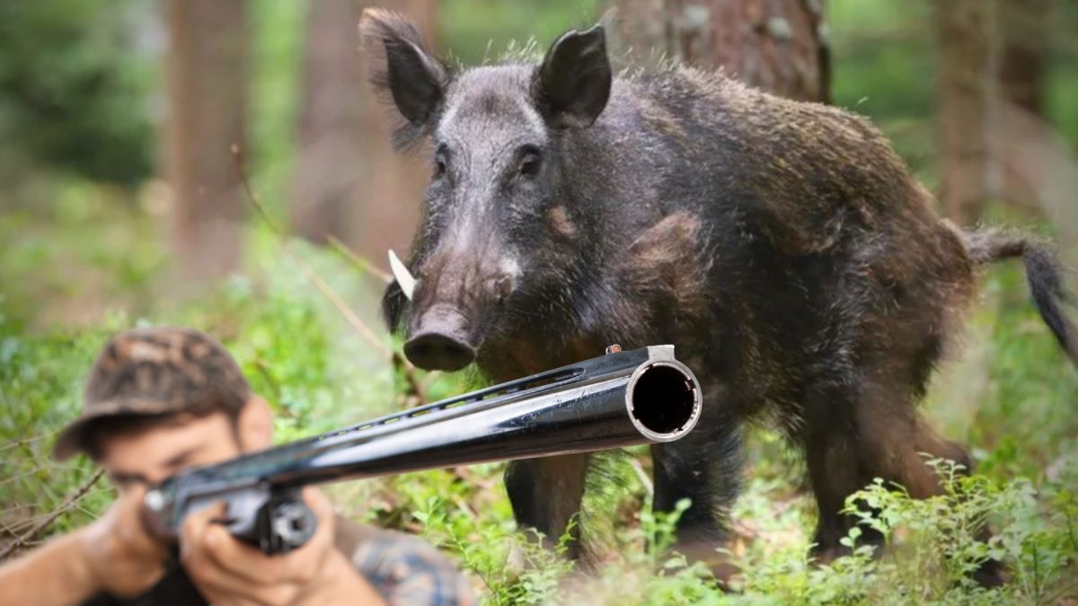 Noticia: Un jabalí mata al cazador que le había disparado Un jabalí mata al cazador que le había disparado