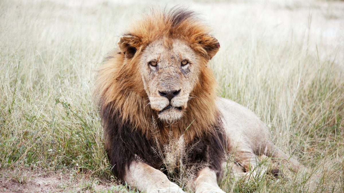 Noticia: Un león atacó a una pareja mientras dormía en un safari y le arrancó parte de un brazo al hombre Un león atacó a una pareja mientras dormía en un safari y le arrancó parte de un brazo al hombre