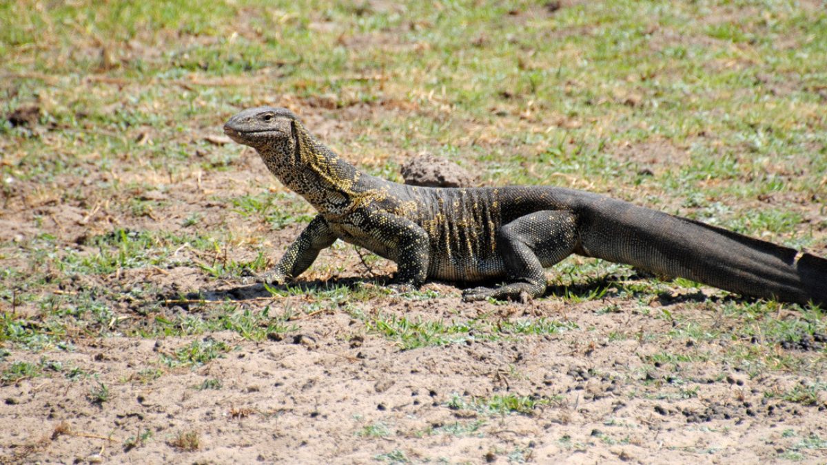 Noticia: VIDEO: Filman la lucha desesperada de un lagarto varano bajo las garras de un águila VIDEO: Filman la lucha desesperada de un lagarto varano bajo las garras de un águila