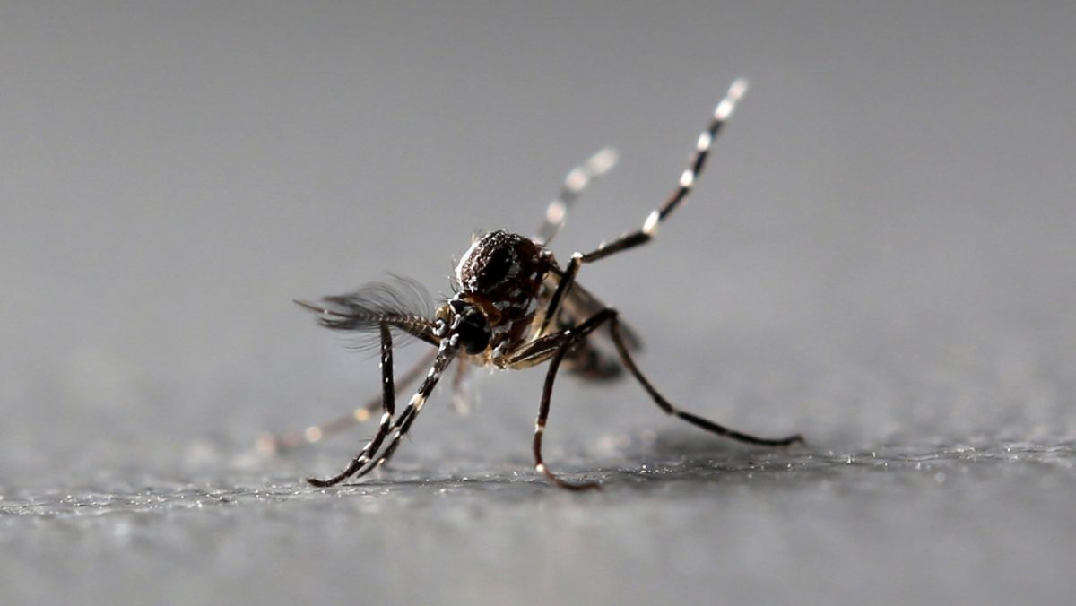 Detectan mosquitos portadores de un virus capaz de paralizar a los humanos | TC Televisión