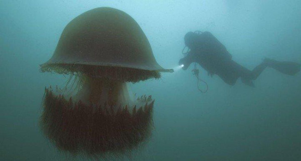 Noticia: Captan una ‘medusa fantasma’ gigante en California Captan una ‘medusa fantasma’ gigante en California