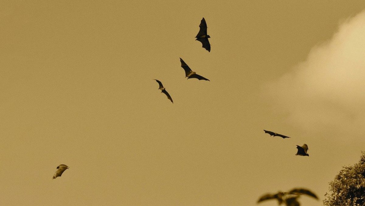 Noticia: FOTOS: Descubren una nueve especie de murciélago con pelaje naranja FOTOS: Descubren una nueve especie de murciélago con pelaje naranja