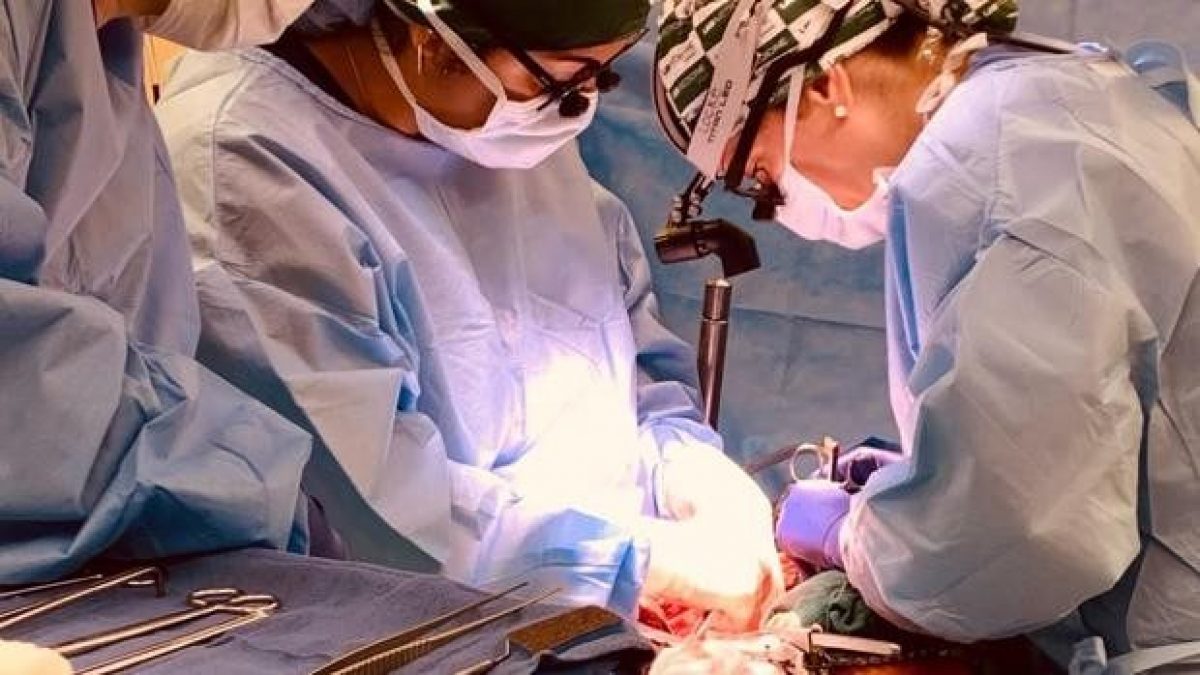Noticia: Logran trasplantar dos riñones de cerdo modificados genéticamente a un humano Logran trasplantar dos riñones de cerdo modificados genéticamente a un humano