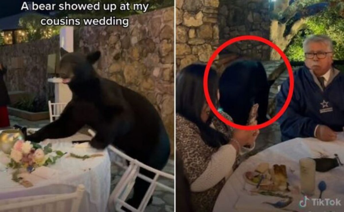 Noticia: Un oso interrumpe una boda en México: "Solo quería un poco de comida" Un oso interrumpe una boda en México: "Solo quería un poco de comida"