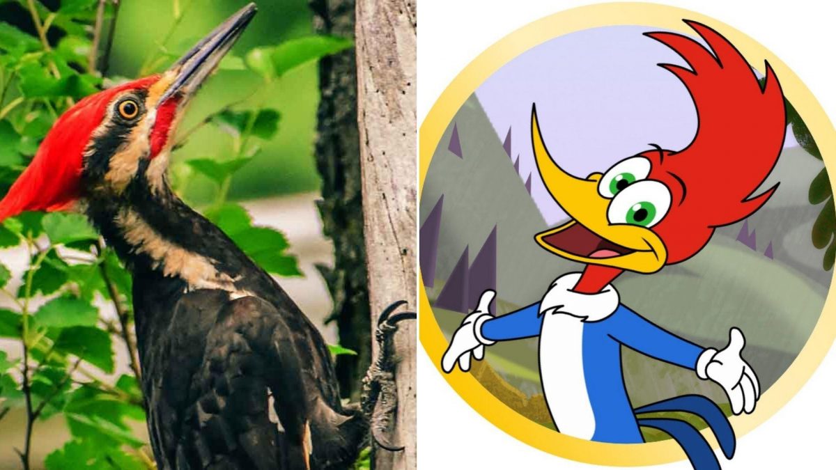 Noticia: Se declaró extinto el ave que inspiró la caricatura del 'Pájaro Loco' Se declaró extinto el ave que inspiró la caricatura del 'Pájaro Loco'