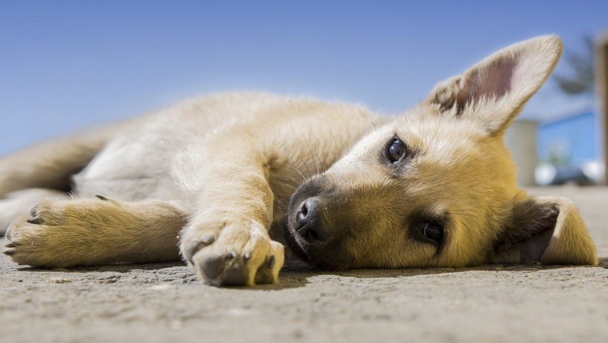 Noticia: FOTOS: Encuentran un cachorro callejero dormido en un pesebre navideño y hacen esto con él FOTOS: Encuentran un cachorro callejero dormido en un pesebre navideño y hacen esto con él