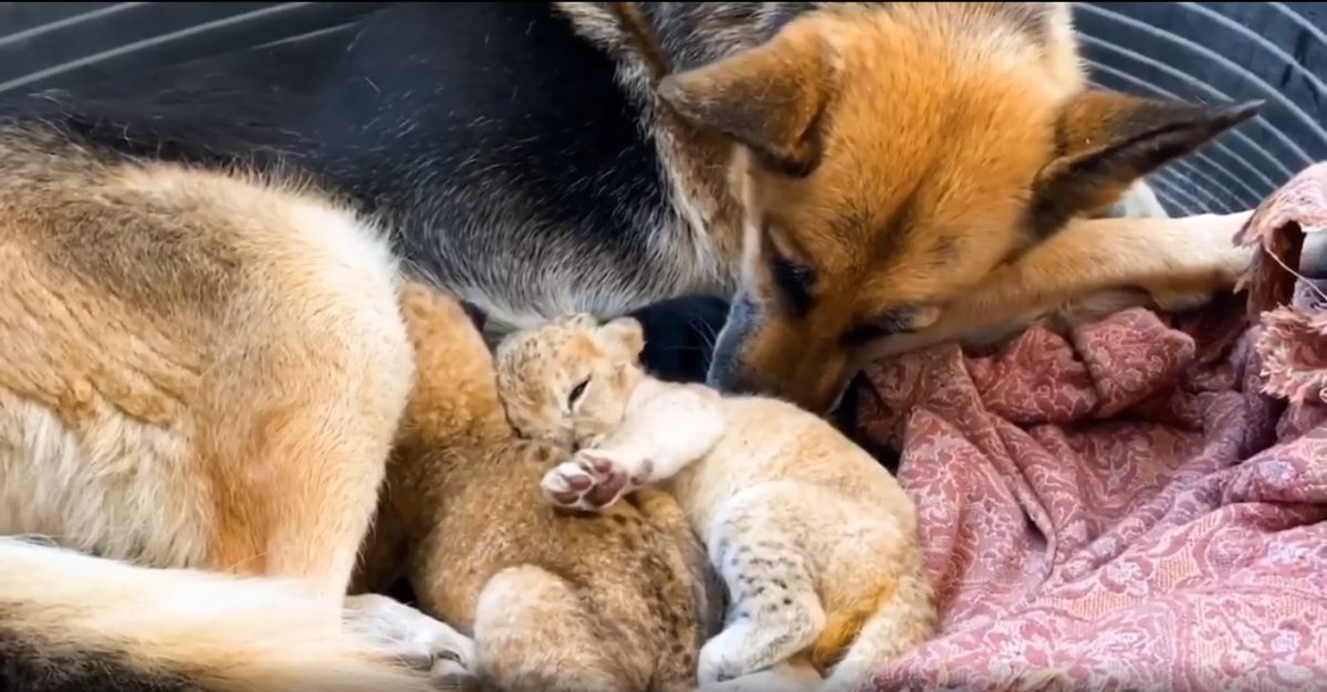 Noticia: VIDEO | Un can adopta a dos cachorros de león luego que su madre los rechazara VIDEO | Un can adopta a dos cachorros de león luego que su madre los rechazara