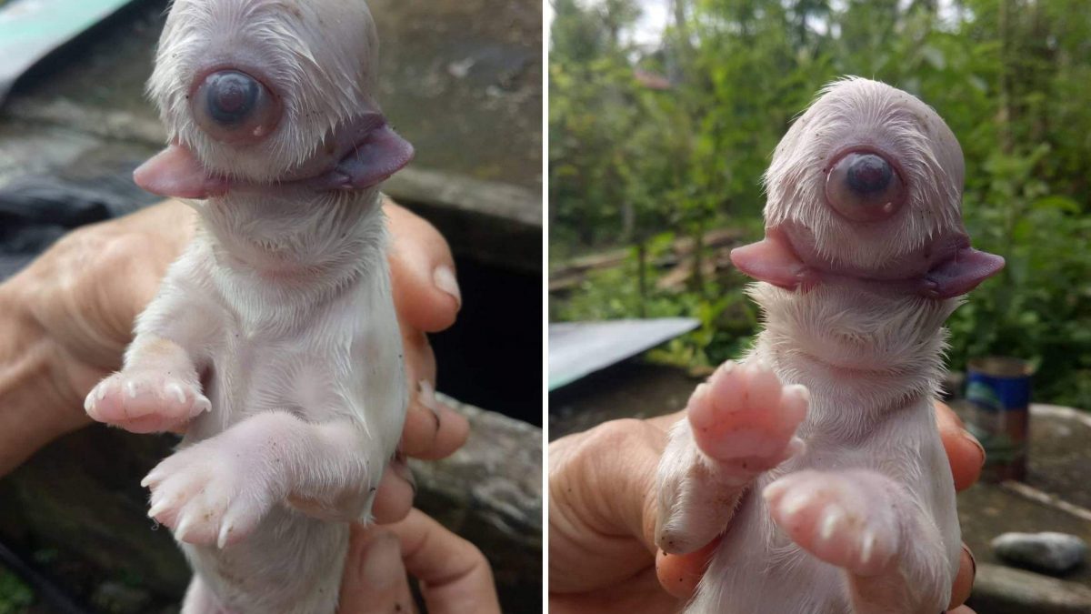 Noticia: El extraño caso del perro que nació con solo un ojo y dos lenguas El extraño caso del perro que nació con solo un ojo y dos lenguas
