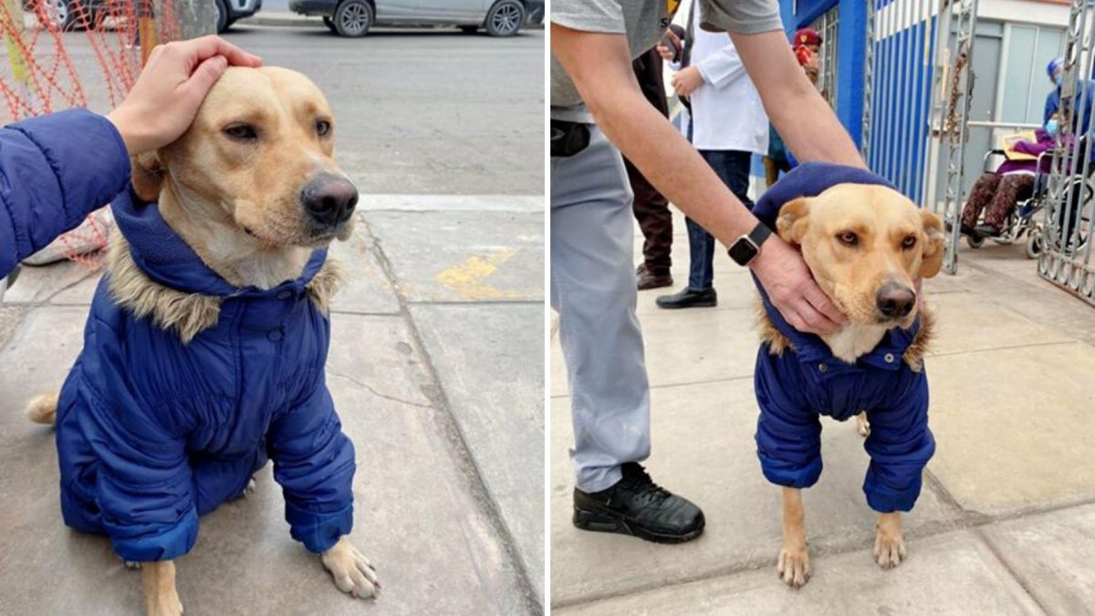 Noticia: La historia de un perro que espera fuera de un hospital a su dueño diagnosticado con coronavirus La historia de un perro que espera fuera de un hospital a su dueño diagnosticado con coronavirus