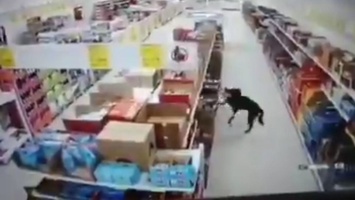 Noticia: VIDEO: Un perro que 'roba' comida y se desinfecta las patas antes de huir con el botín se viraliza VIDEO: Un perro que 'roba' comida y se desinfecta las patas antes de huir con el botín se viraliza