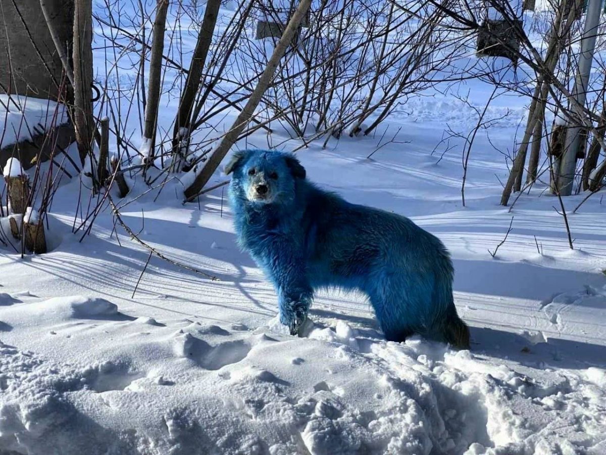 Noticia: FOTOS: Perros con pelaje de color azul brillante sorprenden a los residentes de una ciudad rusa FOTOS: Perros con pelaje de color azul brillante sorprenden a los residentes de una ciudad rusa