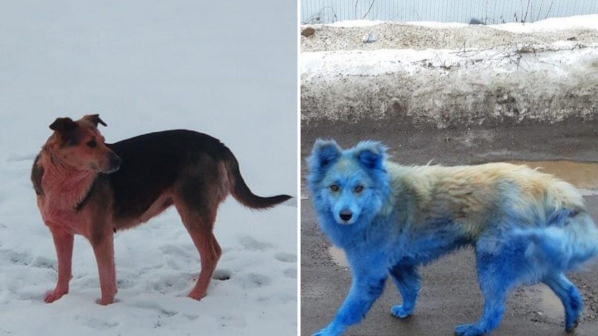 Noticia: FOTO: Aparece un perro rosado en la misma ciudad rusa donde fueron vistos canes azules FOTO: Aparece un perro rosado en la misma ciudad rusa donde fueron vistos canes azules