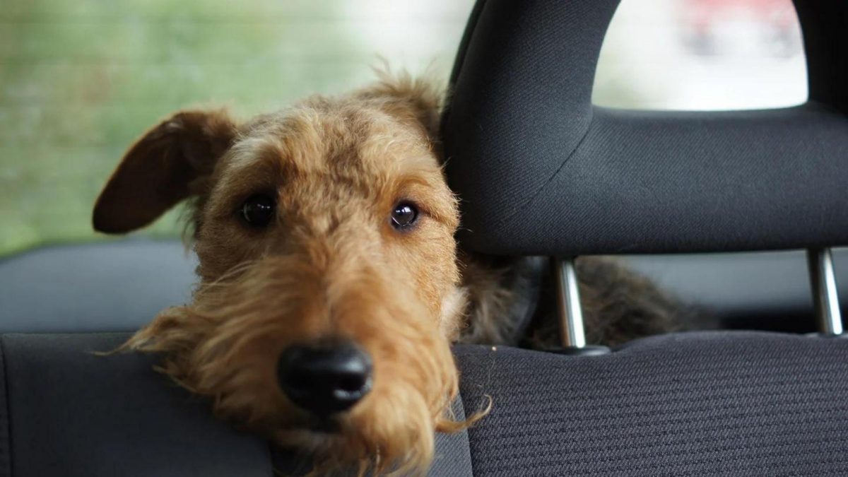 Noticia: Un estudio demostró que el cerebro de los perros puede distinguir entre idiomas Un estudio demostró que el cerebro de los perros puede distinguir entre idiomas